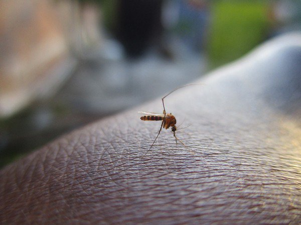 भारत मलेरियामुक्तीच्या दिशेने, रुग्णांमध्ये 24 टक्क्यांनी घट
