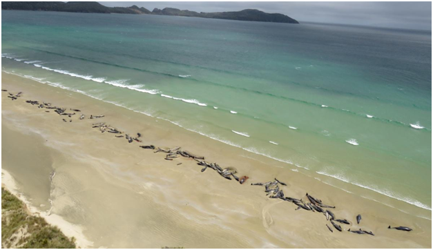 VIDEO : न्यूझीलंडमध्ये 145 व्हेल माशांचा मृत्यू