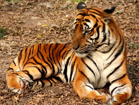 Tiger death | उमरेड-कऱ्हांडला अभयारण्यात विषप्रयोग?, वाघिणीसह 2 बछडे मृतावस्थेत आढळल्याने खळबळ
