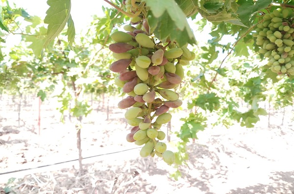 लॉकडाऊनमुळे नाशिकच्या द्राक्ष बागायतदारांचे नुकसान, 5 रुपये किलो दराने मनुक्यांची विक्री