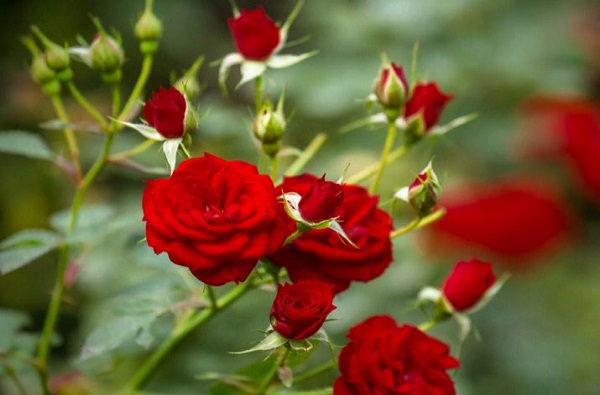 प्रेमात पाडणारा गुलाब, पैसा देणारी मावळची गुलाबशेती!