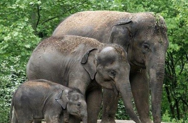 हत्तीने सोंडेत पकडून आपटलं, जयसिंगपूरच्या भर बाजारात थरार